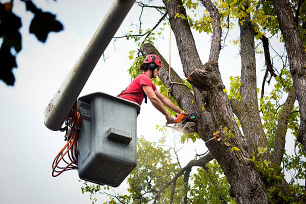 Trusted Quincy, IL Tree Services Experts