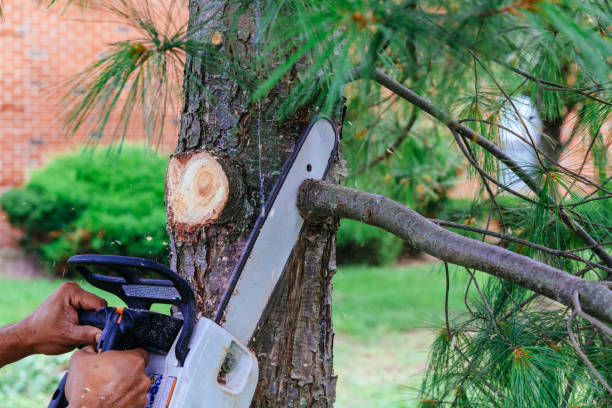 How Our Tree Care Process Works  in  Quincy, IL